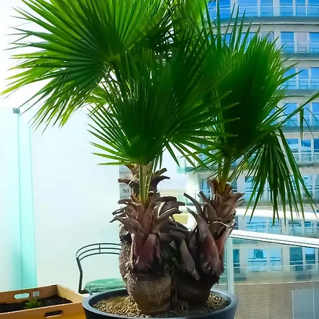 דירה Oasis בוארקוס